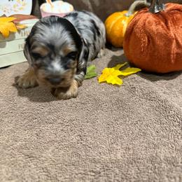 Frosty - Dapple female Dachshund puppy in Pleasant Plains, Arkansas from JGBs Silver Spur Dachshunds