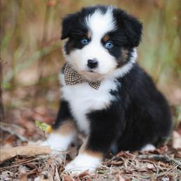 Karen - Black tri-color female Australian Shepherd puppy in Georgetown, Texas from River Reign Australian Shepherds