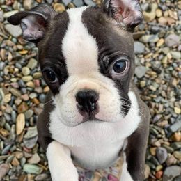 Boston Terrier Puppies from Big Sky Bostons