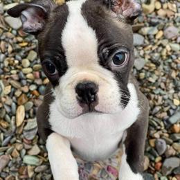 Boston Terrier Puppies from Big Sky Bostons