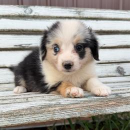 Espresso - Blue merle female Miniature Australian Shepherd puppy in Licking, Missouri from Burnett Aussies