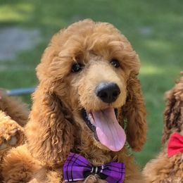 Purple girl - Red  female Poodle puppy in Toms River, New Jersey from Bayview Poodles