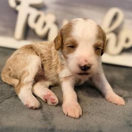 Girl 1 - Parti female Goldendoodle puppy in Bradenton, Florida from Christianna’s Mini Goldendoodles