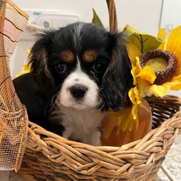 Trixie - Tri-color female Cavalier King Charles Spaniel puppy in St. George, Maine from Cloud Nine Cavaliers