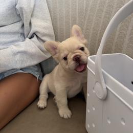 French Bulldog Puppies from Christine's French Bulldogs