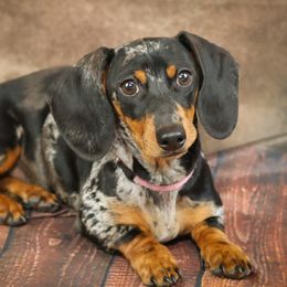 Penny - Dachshund