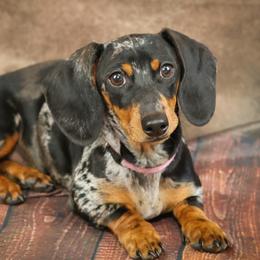 Penny - Dachshund