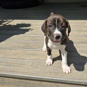 Karter - Brindle male Mountain Cur puppy in Moundsville, West Virginia from Mountaineer Mountain Curs