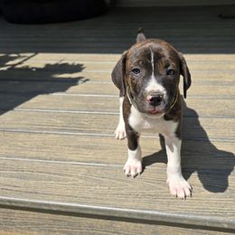 Karter - Brindle male Mountain Cur puppy in Moundsville, West Virginia from Mountaineer Mountain Curs