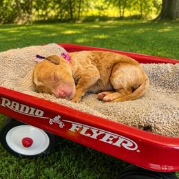 Briar - Red  female Goldendoodle puppy in Boise, Idaho from Goldendoodle Baby