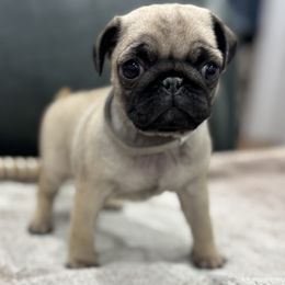 Ohana - Grey Collar Girl - Fawn female Pug puppy in Troutman, North Carolina from Ohana Pugs