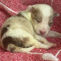 River - Red merle female Border Collie puppy in Mckinney, Texas from Border Collies of Ruidoso