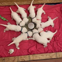 Labrador Retriever Puppies from Southfork Labradors