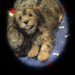 Girl 1 - Chocolate female Cavapoo puppy in Medina, Ohio from Momma's Minis
