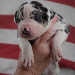 Boy 1 - male Alapaha Blue Blood Bulldog puppy in Grafton, Ohio from Eclipse Alapaha Kennels