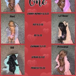 Poodle Puppies from Gabrielle’s AKC Toy Poodles