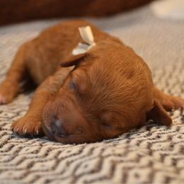 Cherry - Apricot female Goldendoodle puppy in Batavia, Ohio from Cozy Cove Goldendoodles