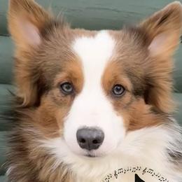American Corgis and Pembroke Welsh Corgis from Flying Note Shorties