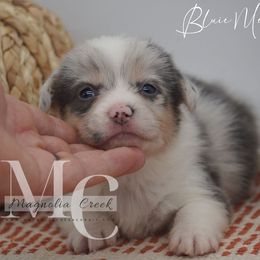 Bluie Merle M 1 - Gray and white male American Corgi puppy in Straughn, Alabama from Magnolia Creek Corgis
