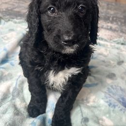 Bernedoodle Puppies from East Coast Bernedoodles