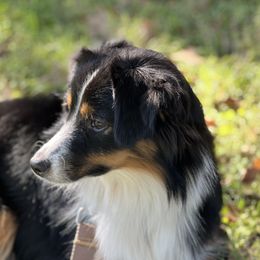Tessa - Miniature Australian Shepherd