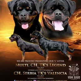 Lila Vom Haus Williams - Black and mahogany female Rottweiler puppy in San Antonio, Texas from VHWilliamsRottweilers