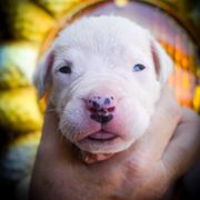 Chloris- Girl 1 - White female Dogo Argentino puppy in San Diego, California from Debonair Dogos
