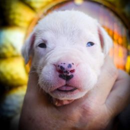 Chloris- Girl 1 - White female Dogo Argentino puppy in San Diego, California from Debonair Dogos