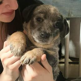 Orange collar - Blue speckled male Australian Cattle Dog puppy in Saint Albans, Maine from Australian Cattle Cuties and littles