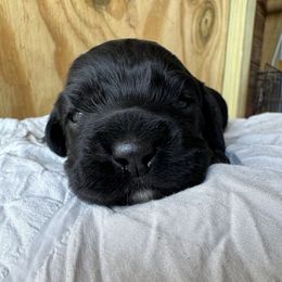 Pepper - Black and white male Cocker Spaniel puppy in Lake, Mississippi from MGs Cockers