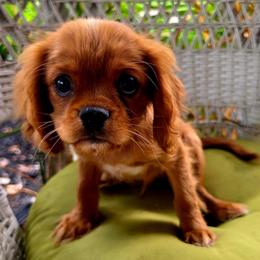 Banksy - Ruby male Cavalier King Charles Spaniel puppy in Watsontown, Pennsylvania from Huntsman Cavaliers