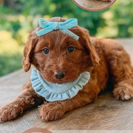 Thelma - Red  female Goldendoodle puppy in Iola, Texas from Supreme Doodles of Texas