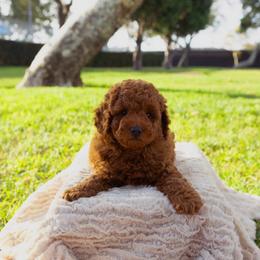 Moana - Red  female Poodle puppy in Los Angeles, California from Exquisite Doodles