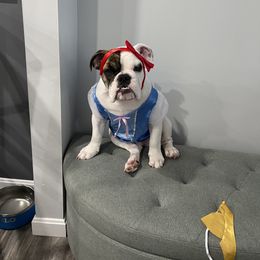 Bulldog Puppies from K & K Little Blessings