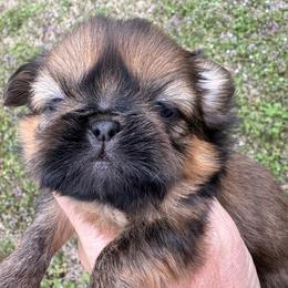 Rasin - Red and tan female Shih Tzu puppy in Bentonville, Arkansas from T & D Dachshunds by design