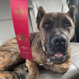 Cane Corso Puppies from Wilco Cane Corso