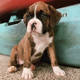 Boxer Puppies from East River Boxers