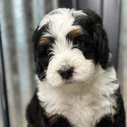 Lotus - Tri-color male Bernedoodle puppy in El Campo, Texas from Little Fur Friends Bernedoodles