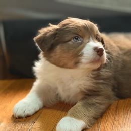 Books - Red tri-color female Australian Shepherd puppy in West Virginia from Mountain Trail Aussies