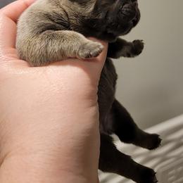 French Bulldog Puppies from Smith's Small Town Frenchies