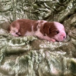 Forest - Blenheim male Cavalier King Charles Spaniel puppy in Knoxville, Tennessee from Rocky Top Cavapoos