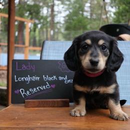 Lady (Pink collar) - Black and cream female Dachshund puppy in Prospect, Oregon from Spunky Sausage Pups
