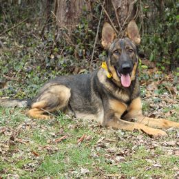 Aviva z Zaruka - Sable German Shepherd puppy in West Plains, Missouri from Zaruka German Shepherds