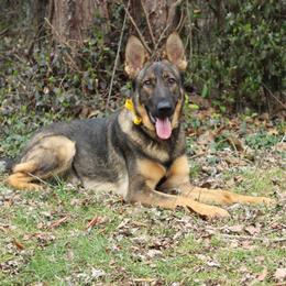 Aviva z Zaruka - Sable German Shepherd puppy in West Plains, Missouri from Zaruka German Shepherds