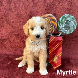 Myrtle - Red  female Goldendoodle puppy in Conroe, Texas from Tails of Cypress
