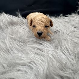 Girl - White female Poodle puppy in Fredericktown, Missouri from Ellie & Co. Doodles