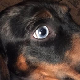 Companion Crosses and Dachshunds from Fulton Family Puppies