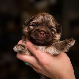 Kai - Liver and white male Shih Tzu puppy in Lancaster, Ohio from Wandering Tzu