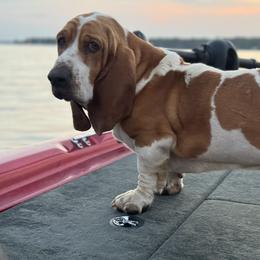 Basset Hounds from Amiee’s Hounds