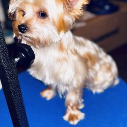 Priya - Yorkshire Terrier